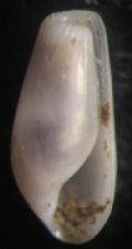 Pyrunculus hoernesii